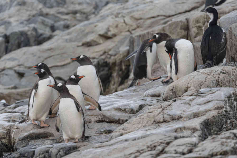 Pingüino Papua o Gentoo - Antártida 03.jpg